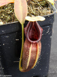 Nepenthes ovata, BE-3133