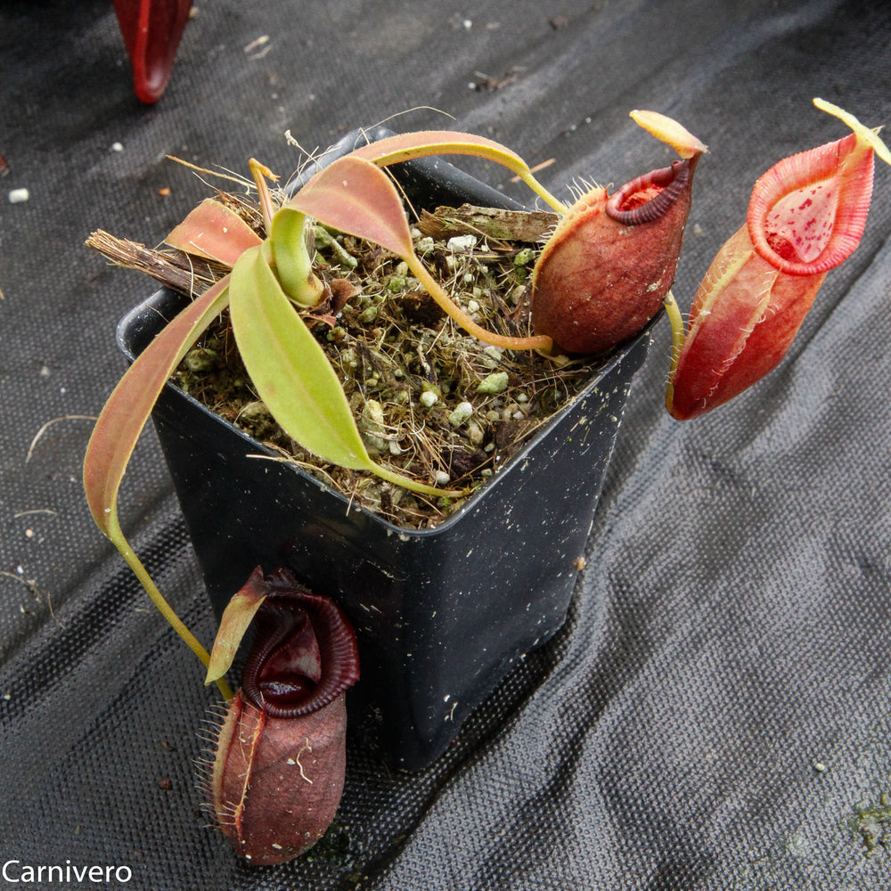 
                      
                        Nepenthes ovata, BE-3133
                      
                    