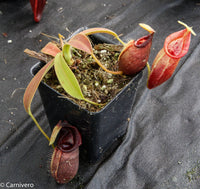 Nepenthes ovata, BE-3133