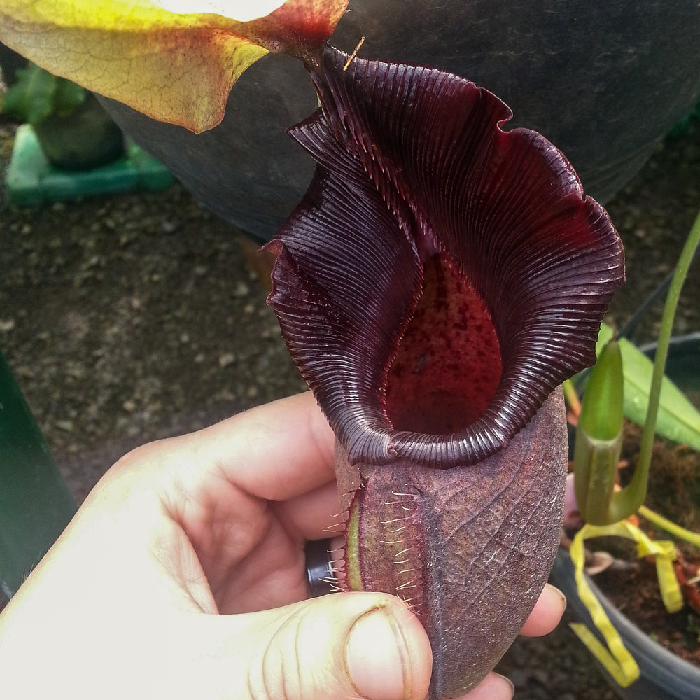 
                      
                        Nepenthes ovata, BE-3133
                      
                    