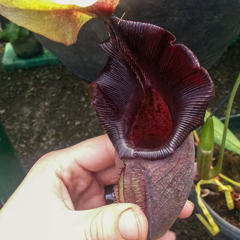 Deep burgundy Nepenthes ovata pitcher with ribbed mouth held in a hand.