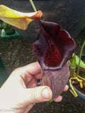 Nepenthes ovata, BE-3133