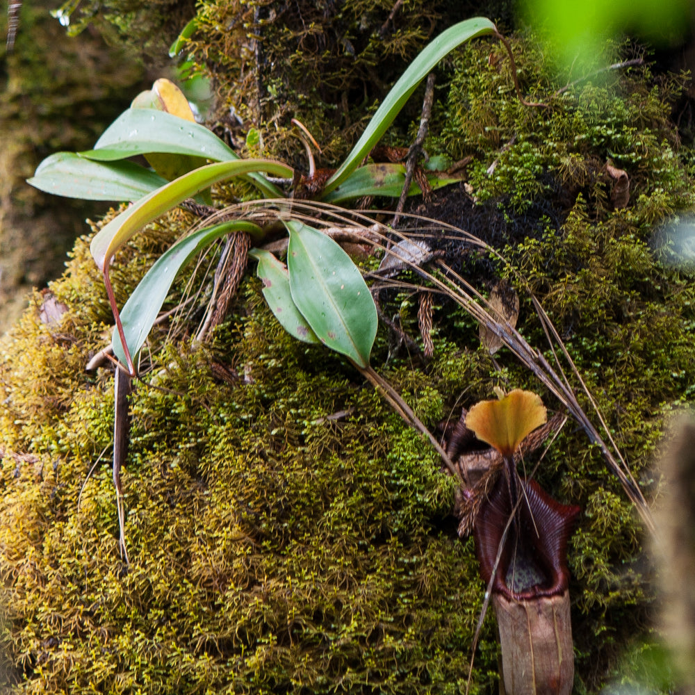 
                      
                        Nepenthes ovata, BE-3133
                      
                    