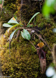 Nepenthes ovata, BE-3133