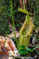 Nepenthes ovata, BE-3133