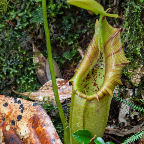 Nepenthes ovata pitcher plant with a tall pale green pitcher nestled among moss and leaves.