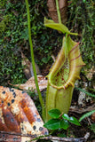 Nepenthes ovata, BE-3919