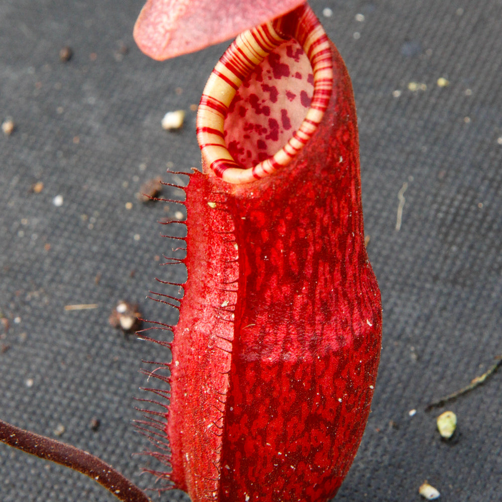 
                      
                        Nepenthes peltata, BE-3464
                      
                    