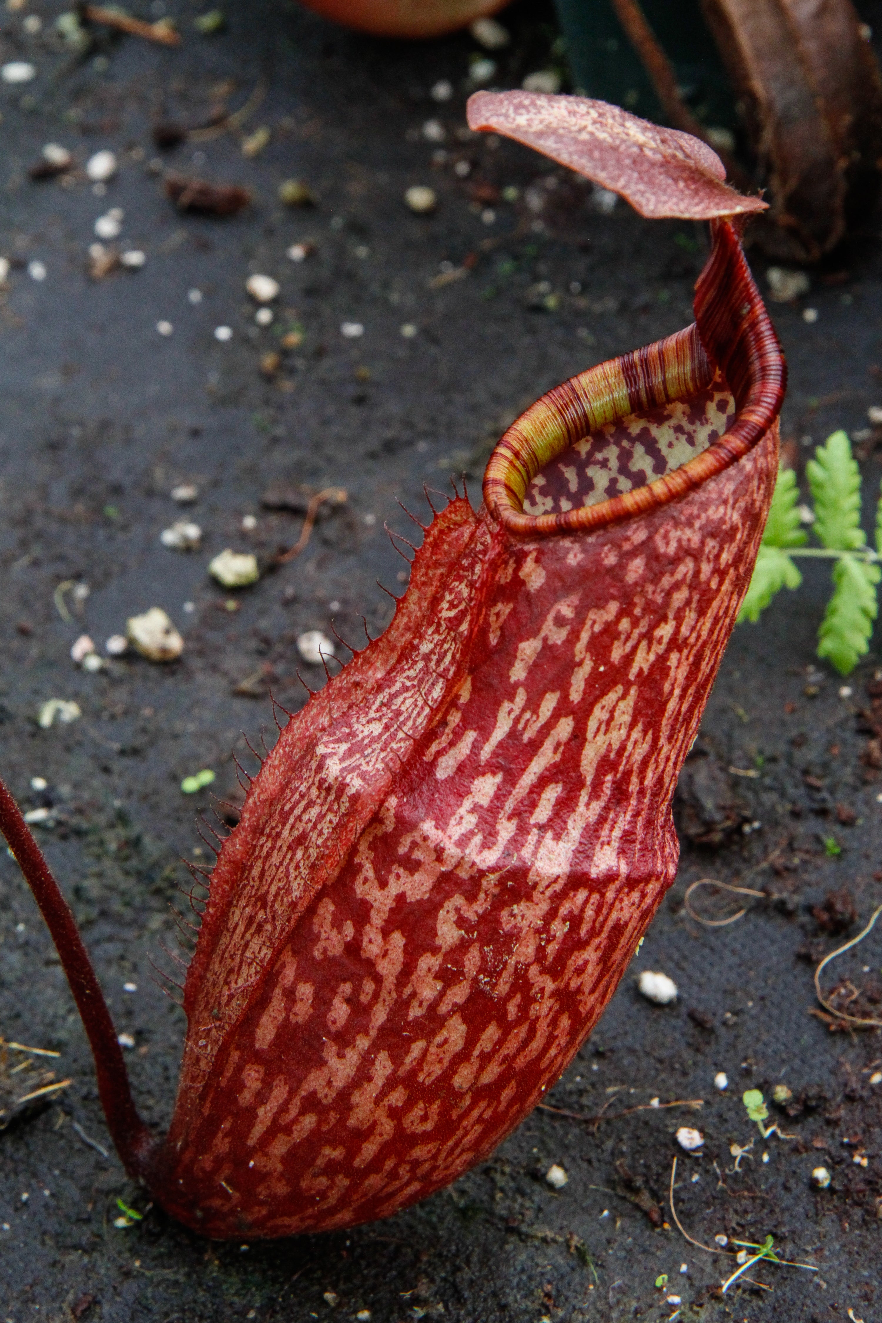 Nepenthes peltata, BE-3464 – Carnivero