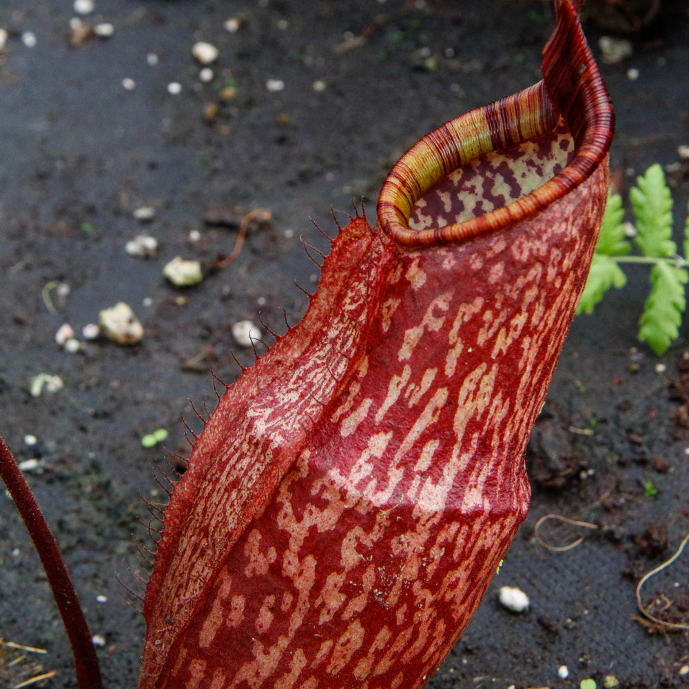 
                      
                        Nepenthes peltata, BE-3464
                      
                    