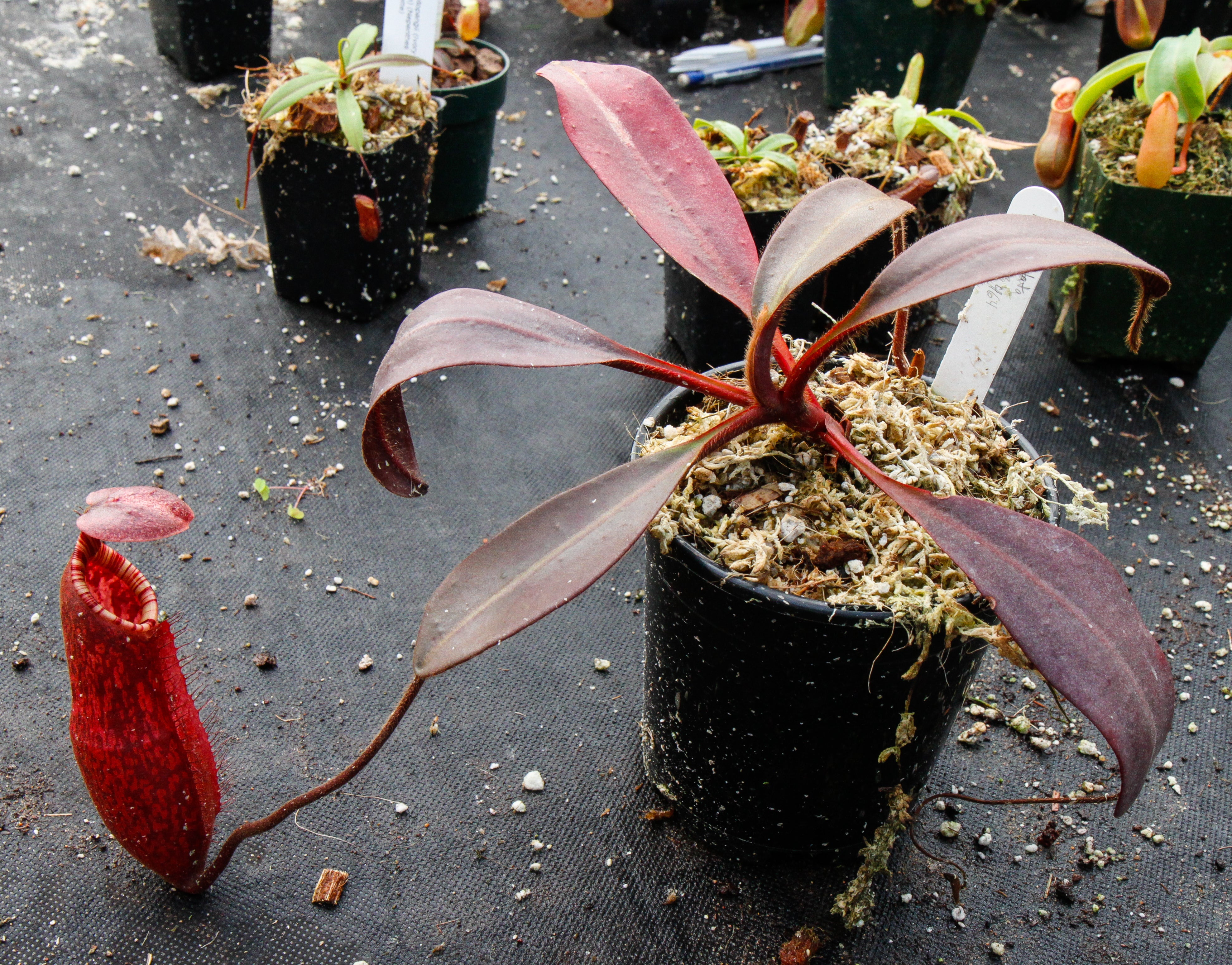 Nepenthes peltata, BE-3464 – Carnivero