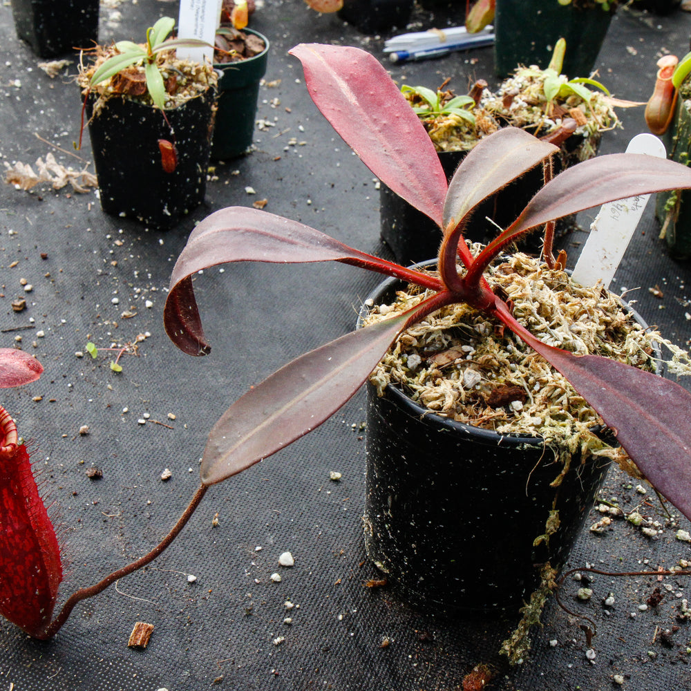 
                      
                        Nepenthes peltata, BE-3464
                      
                    