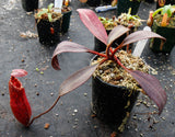 Nepenthes peltata, BE-3464