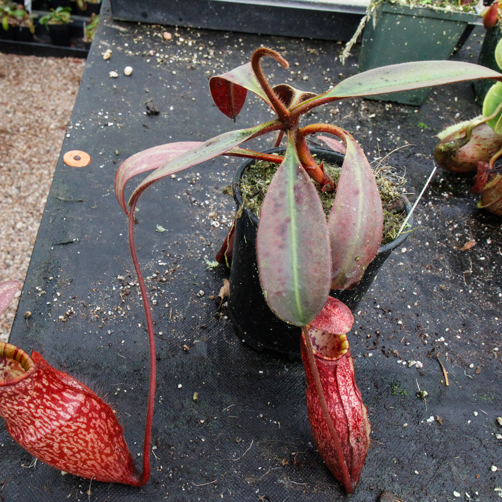 
                      
                        Nepenthes peltata, BE-3464
                      
                    