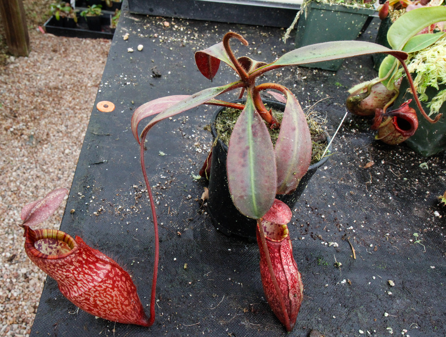 Nepenthes peltata, BE-3464
