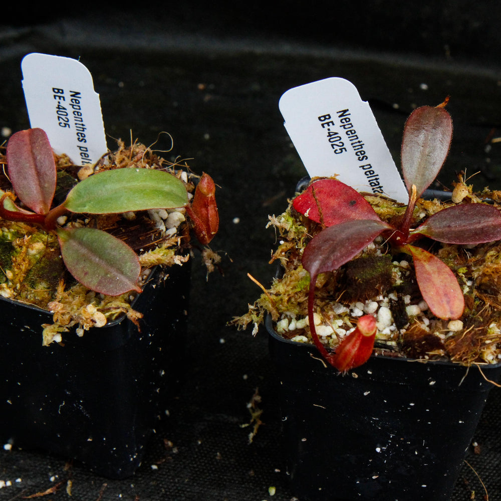 
                      
                        Nepenthes peltata, BE-4025
                      
                    