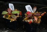Nepenthes peltata, BE-4025