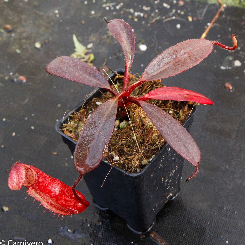 
                      
                        Nepenthes peltata, BE-3464
                      
                    