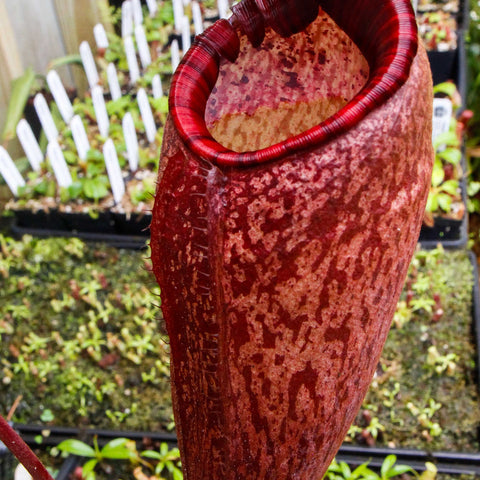 Nepenthes peltata BE-3464 pitcher plant with a tall crimson red speckled pitcher held by hand in a greenhouse