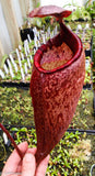 Nepenthes peltata, BE-3464