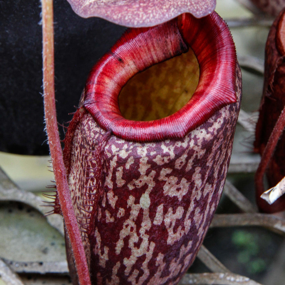 Nepenthes peltata, BE-4613