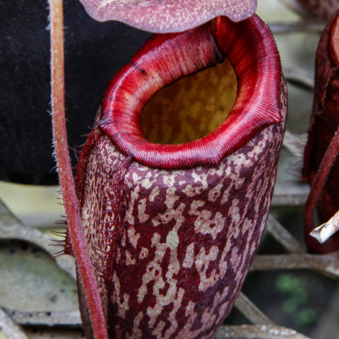 Close-up of Nepenthes peltata BE-4613 pitcher with mottled purple body and vivid red rim