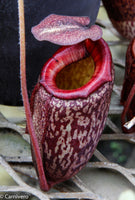 Nepenthes peltata (seed grown)