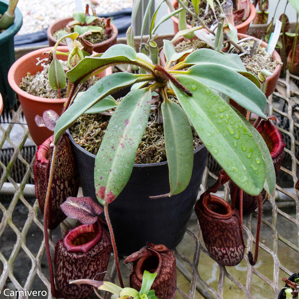 
                      
                        Nepenthes peltata, BE-4613
                      
                    