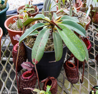 Nepenthes peltata (seed grown)