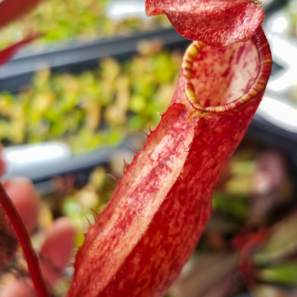 
                      
                        Nepenthes peltata, BE-4025
                      
                    