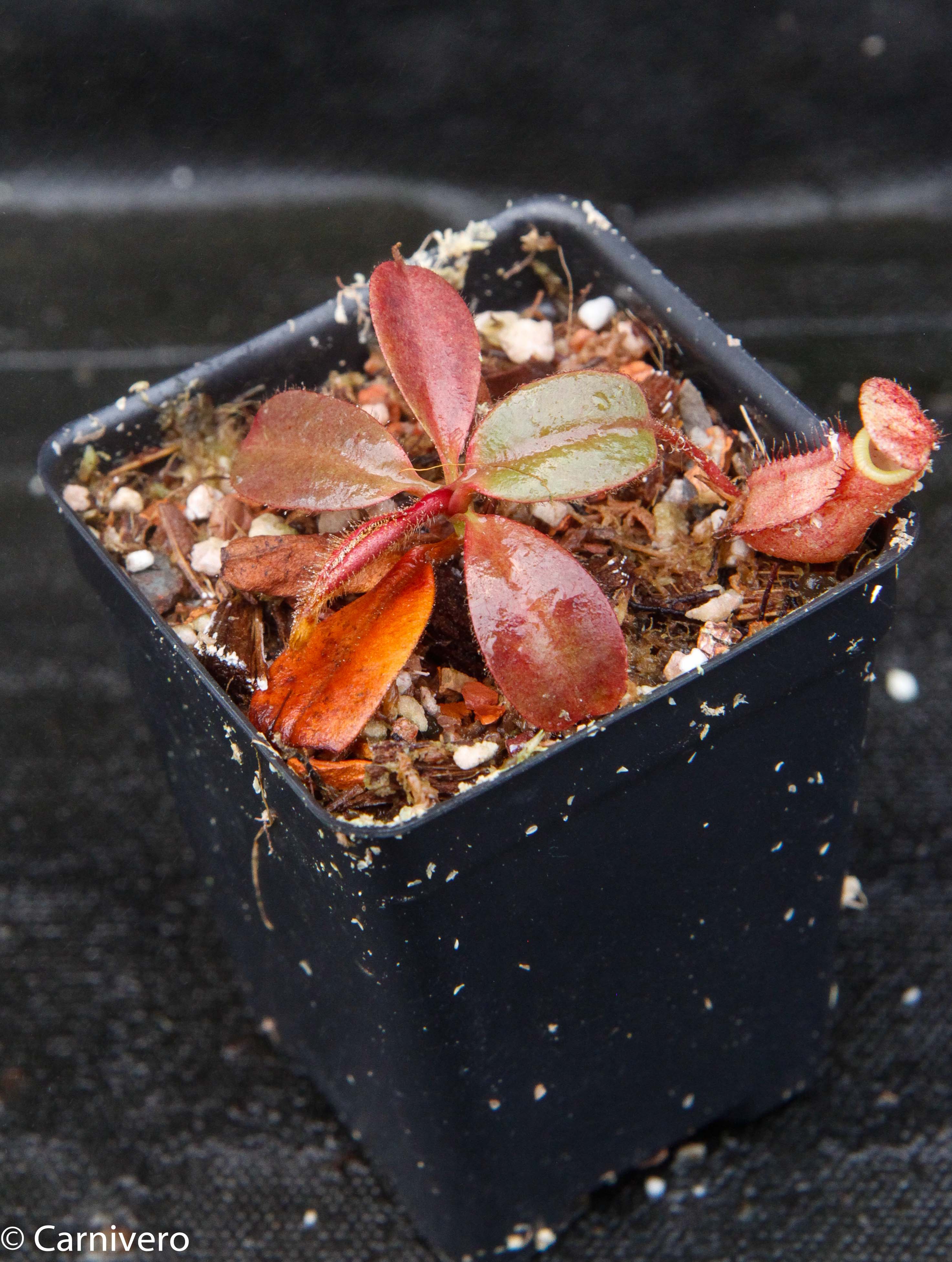 Nepenthes peltata, BE-4613 – Carnivero