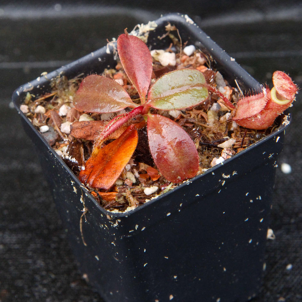 
                      
                        Nepenthes peltata, BE-4613
                      
                    