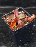 Nepenthes peltata (seed grown)