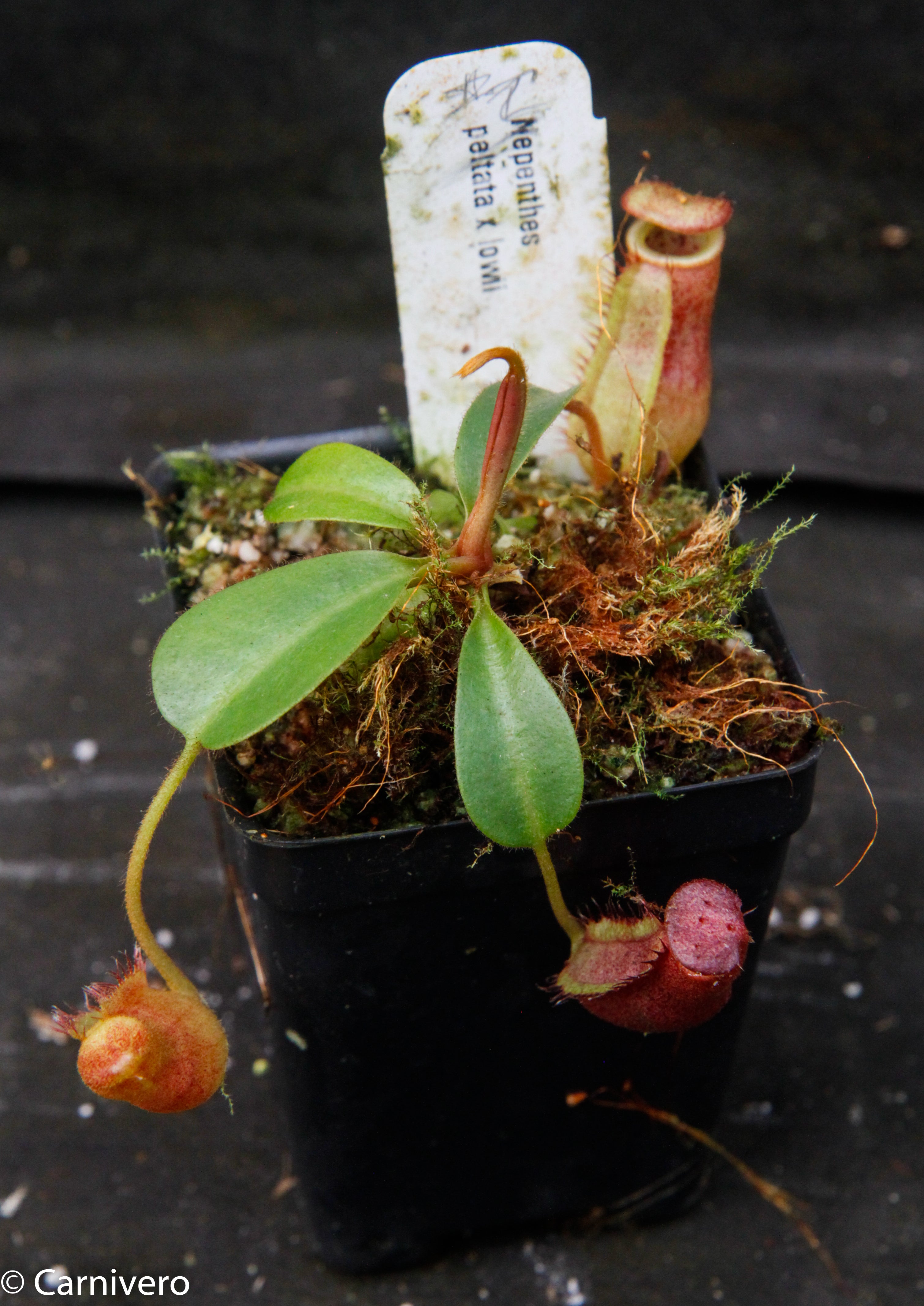 Nepenthes peltata x lowii – Carnivero
