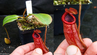 Nepenthes peltata x villosa