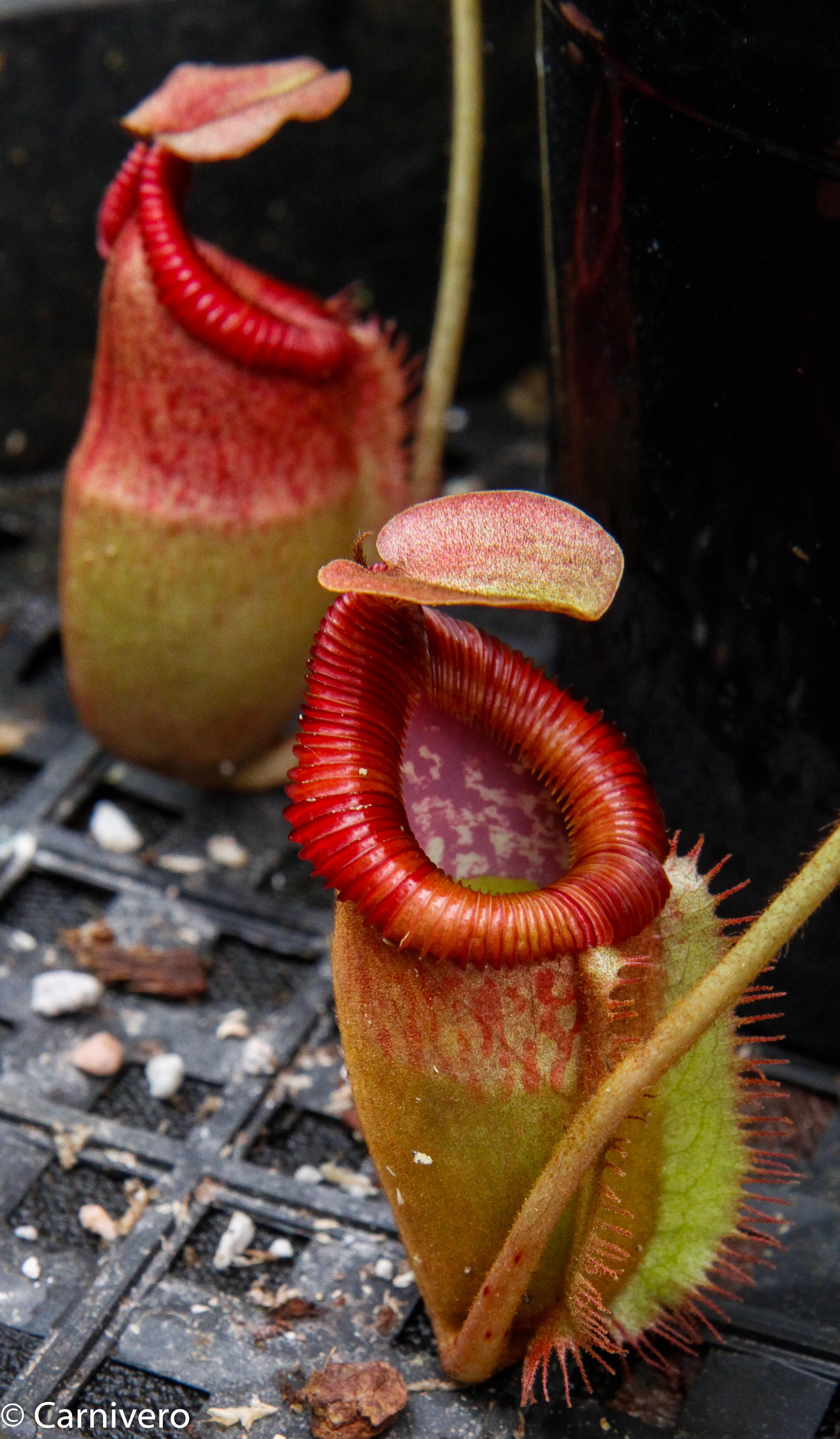 食虫植物ネペンテス　ペルタタxビロサ Nepenthes peltata x villosa – Carnivero