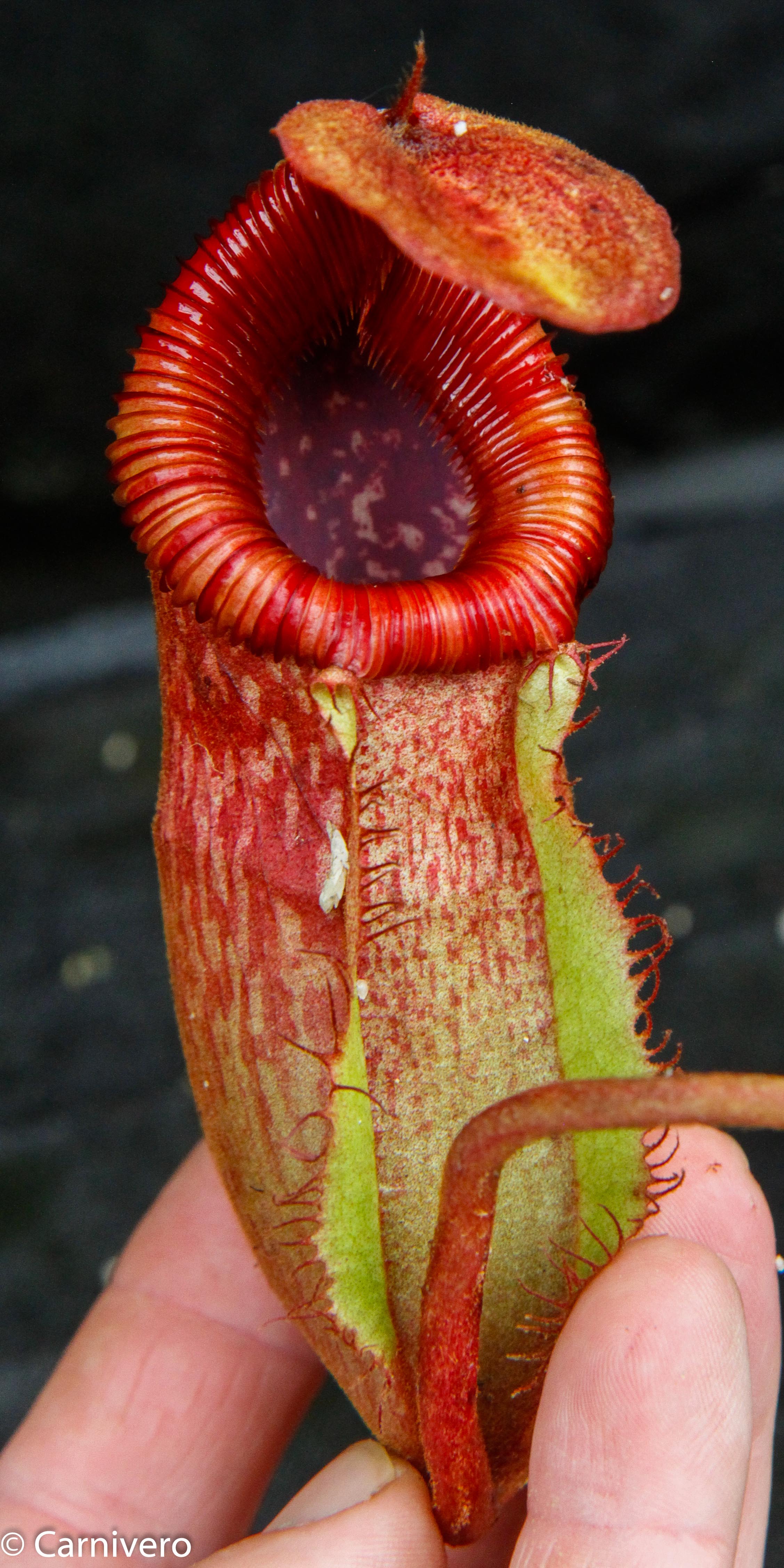 Nepenthes peltata x villosa – Carnivero