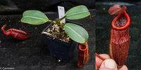 Nepenthes peltata x villosa