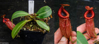 Nepenthes peltata x villosa