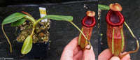 Nepenthes peltata x villosa