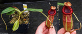 Nepenthes peltata x villosa