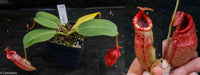 Nepenthes peltata x villosa
