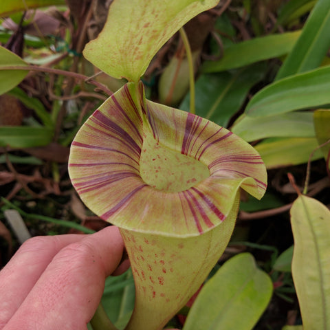 Close up of a Nepenthes platychila pitcher with pale green body and purple striped rim