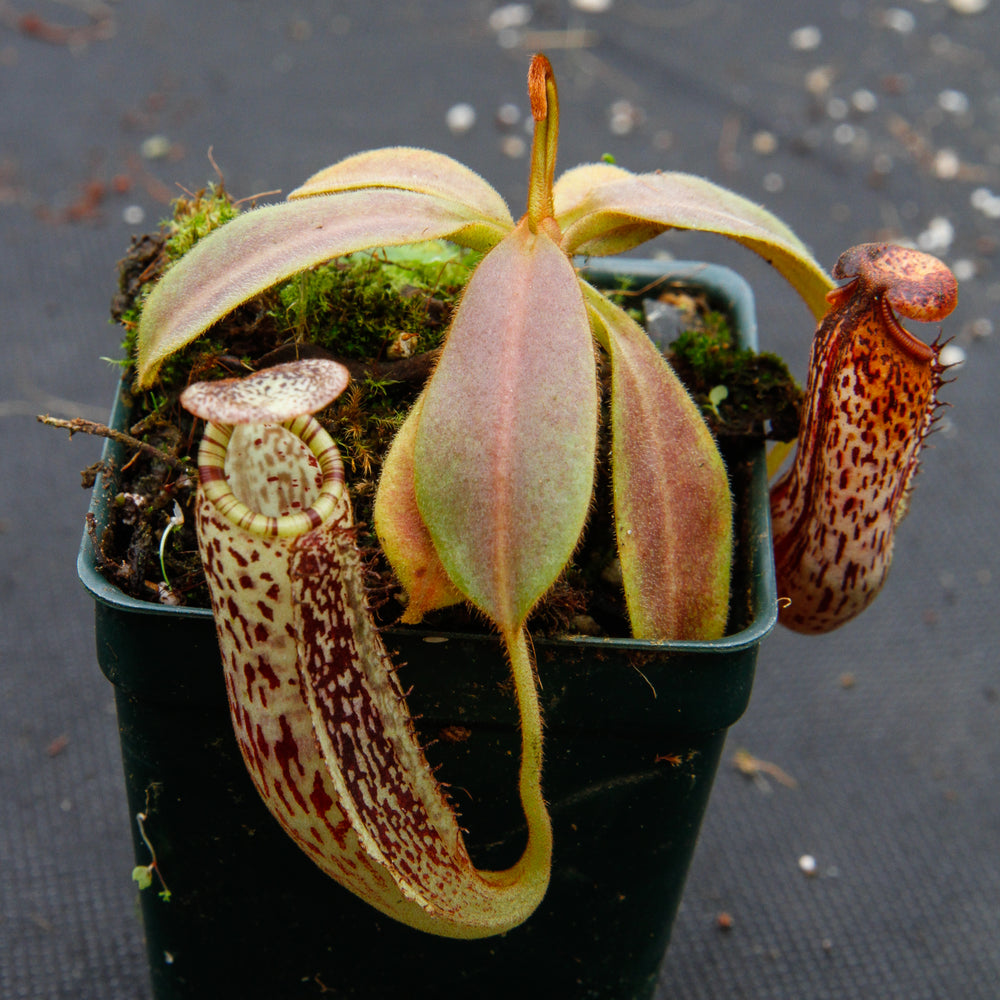 Nepenthes platychila x vogelii, BE-3638