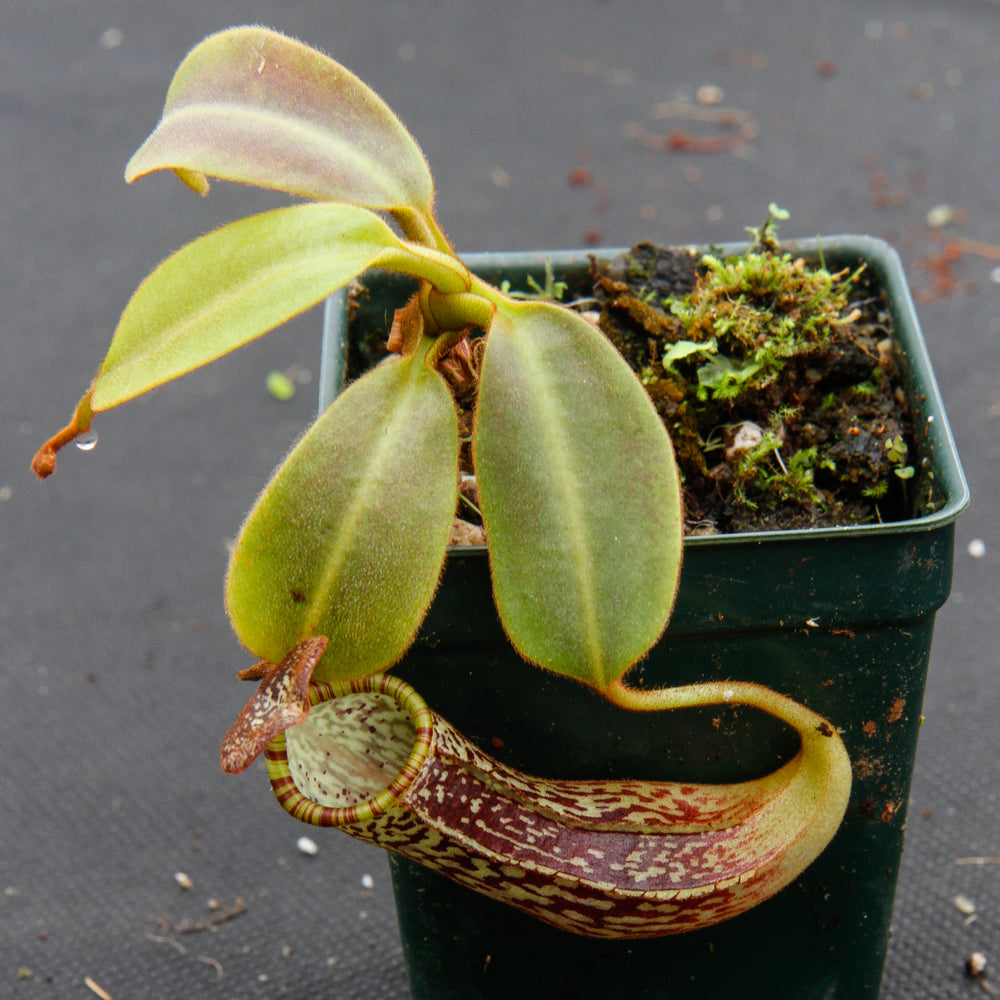 
                      
                        Nepenthes platychila x vogelii, BE-3638
                      
                    
