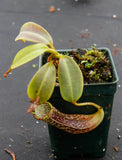 Nepenthes platychila x vogelii, BE-3638