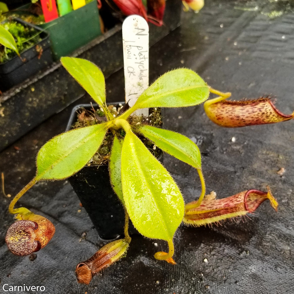 
                      
                        Nepenthes platychila x lowii
                      
                    