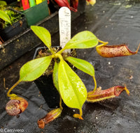 Nepenthes platychila x lowii