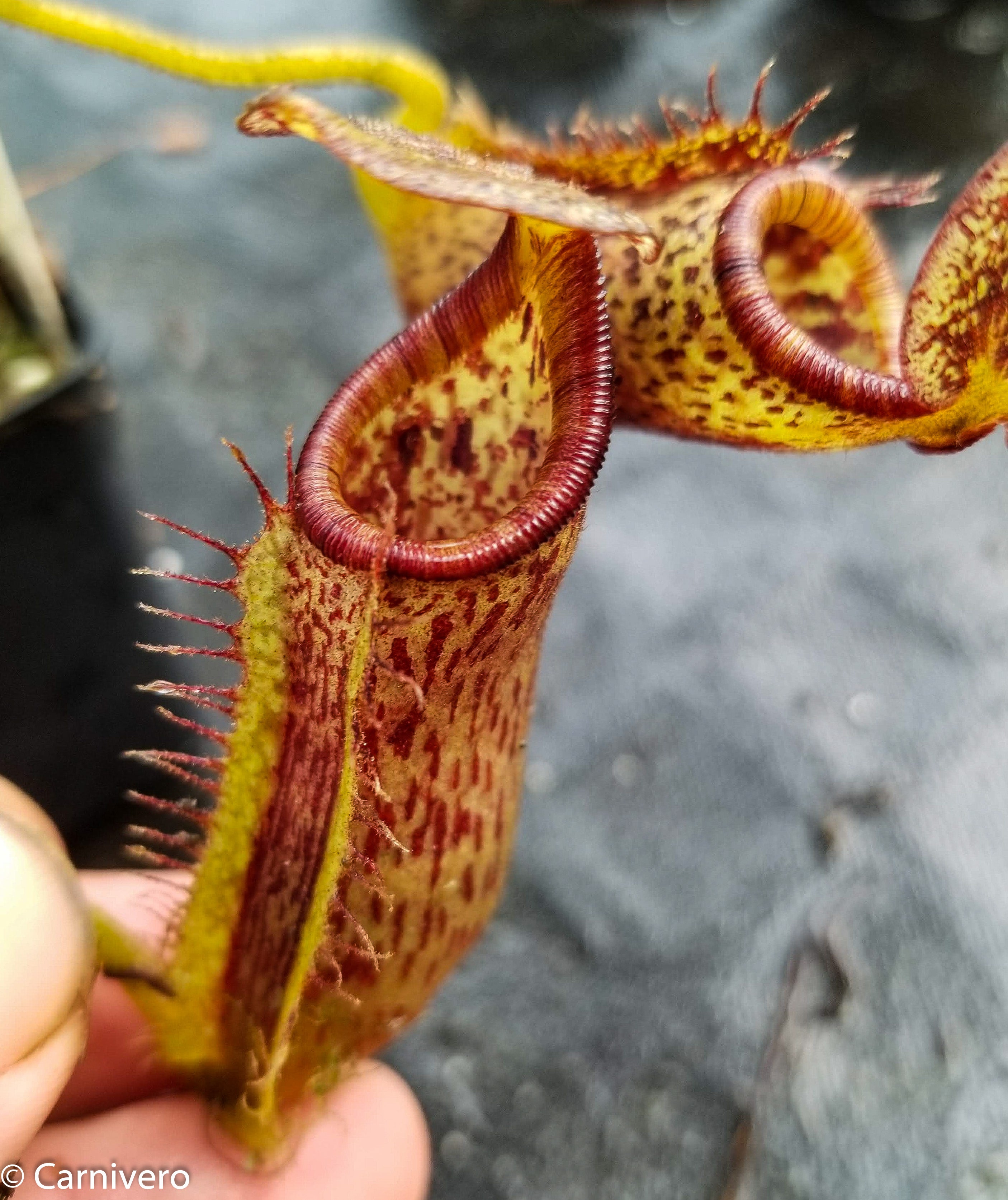 Nepenthes platychila x lowii – Carnivero