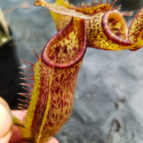 Close up of Nepenthes platychila x lowii pitcher with red rim and spotted interior